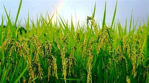 Teknis Budidaya Padi Pada Sawah Organik