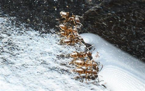 Odorous House Ant Identification | A Guide To Common Ant Control