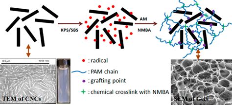 Recent Development in Applications of Cellulose Nanocrystals for ...