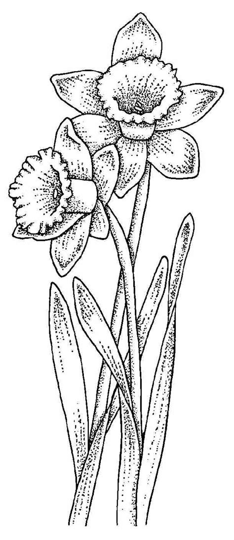 Free Daffodils Drawing, Download Free Daffodils Drawing png images, Free ClipArts on Clipart Library