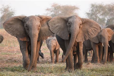 Excessive Poaching May Be Causing African Elephants To Evolve Without Tusks