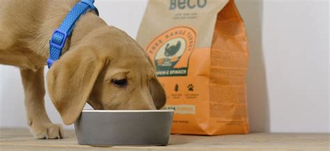 Grain-Free Puppy Food - What You Need to Know – Beco