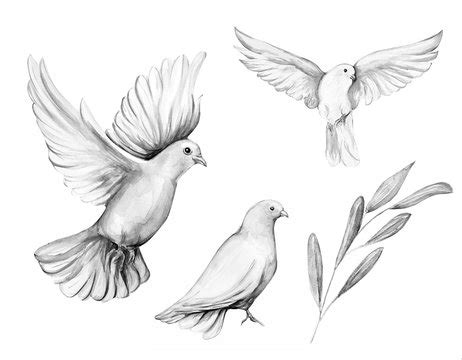 Flying Dove Outline