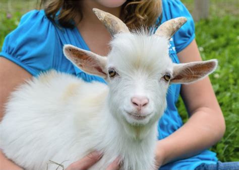 Pygmy Goat: What You Need to Know About this Miniature Breed