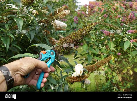 Pruning. Butterfly bush, summer lilac (Buddleja davidii). Cut off faded bunches of green seed ...