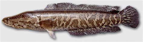 Giant Snakehead Fish - US Invasive Species | Soapboxie