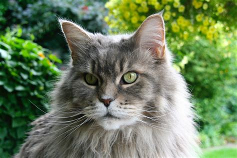 All About Maine Coons: History, Personality, & Physical Traits - Neater Pets