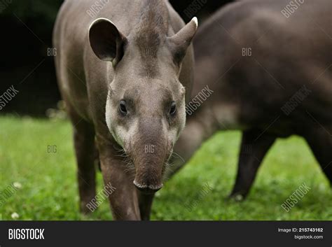 South American Tapir Image & Photo (Free Trial) | Bigstock