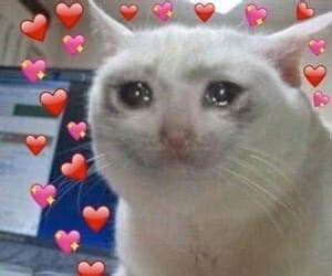 Crying cat meme with many heart emojis - Keep Meme