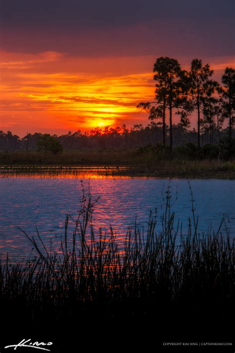 Florida Landscape Sunset Pine Forest