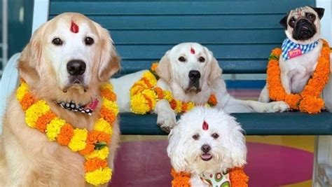 Diwali 2022: Interesting facts about Nepal's Tihar worshipping animals | Hindustan Times