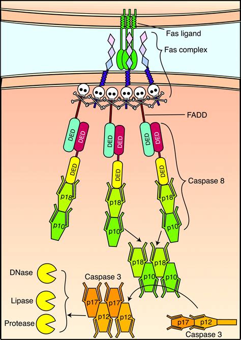 The Fas Signaling Pathway: More Than a Paradigm | Science