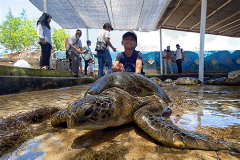 Bali Turtle Island Tour To Visit Bali Turtle Conservations