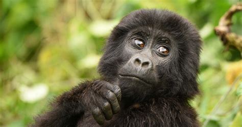 1 Day Gorilla Trekking in Rwanda | Gorilla Trekking Rwanda Safari.