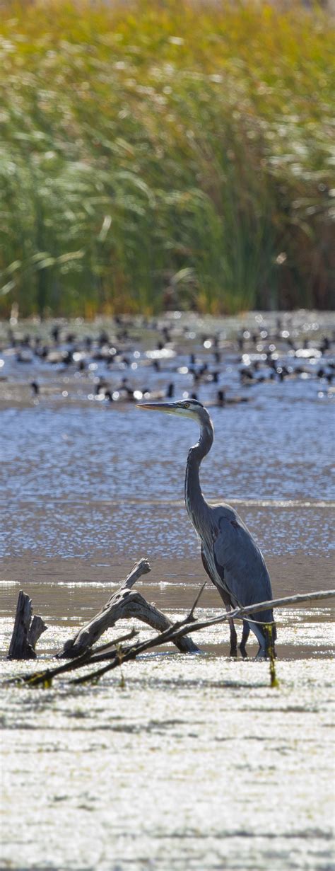 A Dream Destination For Birdwatchers | Lake havasu city, Lake havasu, Havasu