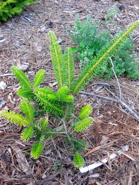 abies balsamea Bruce's Variegated Photogallery | Abies, Plants, Conifers