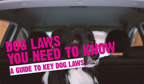 UK Dog Laws 2024 (Dog Laws All UK Dog Owners Should Know)