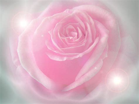 Pink Roses Backgrounds - Wallpaper Cave