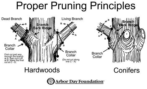 Mastering the Art of Pruning: Proper Techniques for Tree Branch Pruning ...