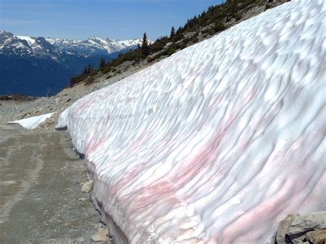 Watermelon Snow | Amusing Planet