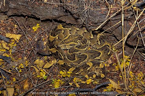 Minden Pictures - Puff Adder (Bitis arietans) venomous snake camouflaged against ground ...