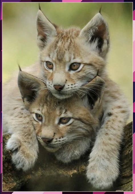 Lynx Cubs ... | Cute animals, Baby animals, Animals wild