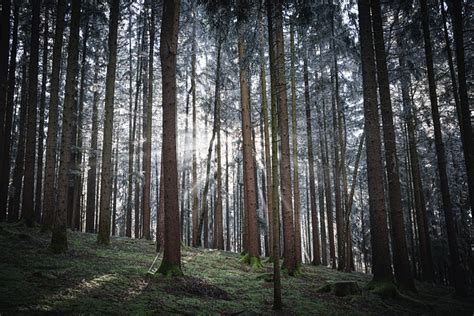 Bavarian Forest Hiking - Free photo on Pixabay - Pixabay