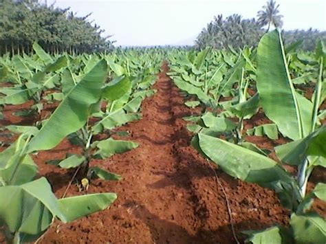 Banana Farming Information Guide | Asia Farming