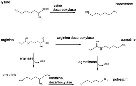 Selected aliphatic biogenic amines and their precursors. | Download Scientific Diagram