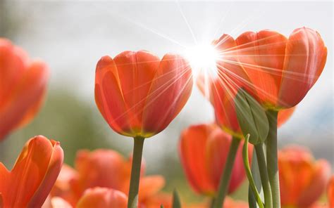 Spring Sunshine Wallpapers - Top Free Spring Sunshine Backgrounds - WallpaperAccess