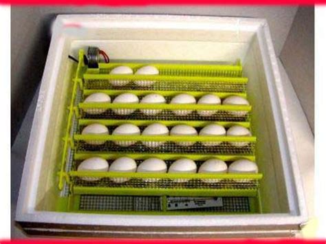 egg incubator, quail incubator, reptile incubator