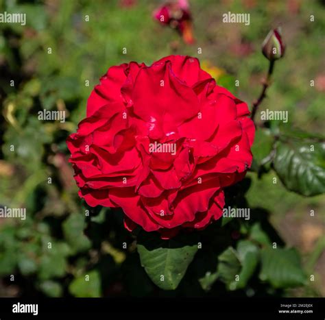 Fuschia red rose in full bloom at Berkeley rose gardens in California Stock Photo - Alamy