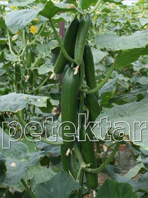 Arsu cucumber seed | Seed Turkey | Petektar Tohum