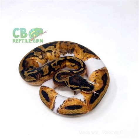 Pied Ball Python Morphs | Piebald Python morph for sale | breeders