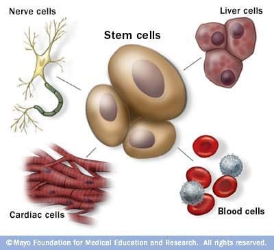 Stem cells: What they are and what they do - Wellness