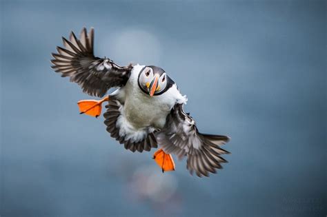 If you're a fan of the Happy Feet movies, here's a photo of a flying puffin, taken by Mika Linho ...