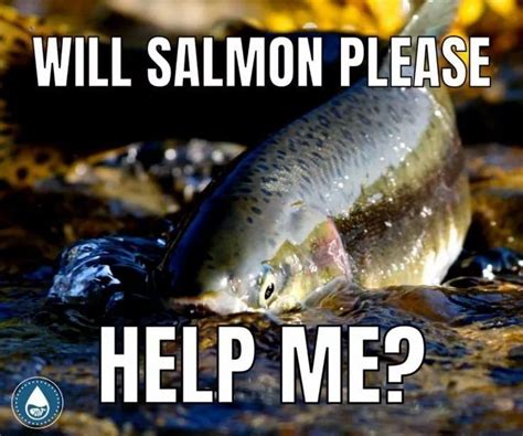 173 Funny And Unique Fish Puns | Fish puns, Fishing memes, Puns