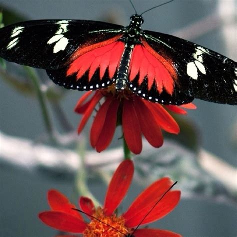 red white black and gray | Beautiful butterflies, Butterfly, Butterfly wallpaper