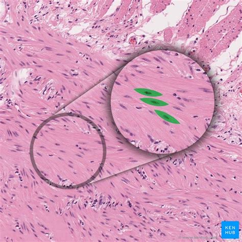 Types of muscle cells: Characteristics, location, roles | Kenhub