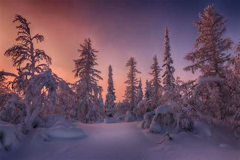 Download Spruce Snow Sky Forest Winter Nature Sunset HD Wallpaper