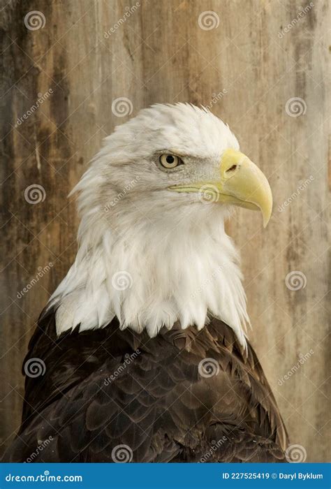 The American Bald Eagle is a National Symbol Stock Image - Image of classic, attraction: 227525419