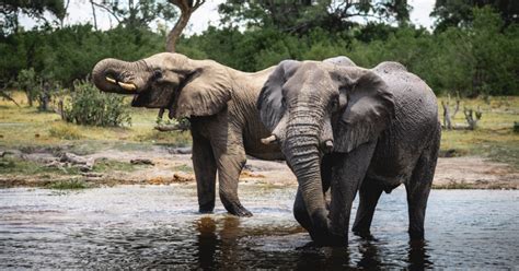 2-week adventure in Botswana: wildlife and camping