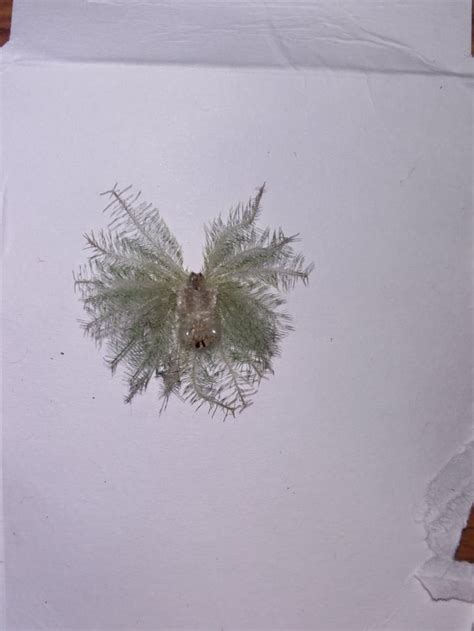 Remains of a Dead bug near my house in India. Can someone help me identify : whatsthisbug