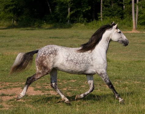 Photos of Tarumandai Do Pentagano, Lusitano Breeding Mare SOLD