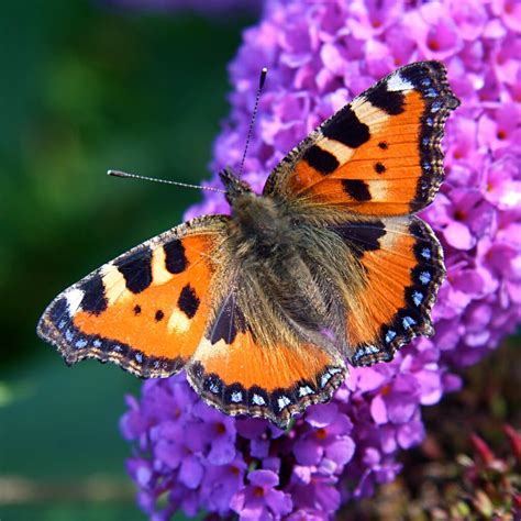 Vlinders in de tuin? Hoe help je ze met vlindervriendelijke planten.