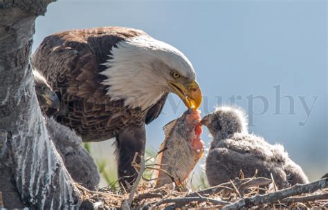 Bald Eagle Mom Feeding Chicks – Tom Murphy Photography