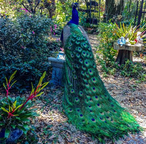 Peacock Garden Photograph by Beth Stombaugh