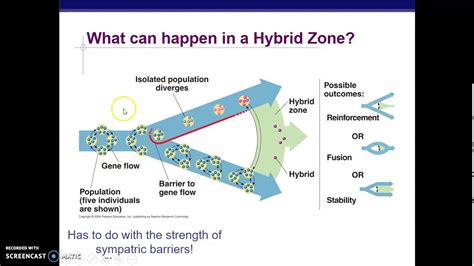 Hybrid zone - YouTube