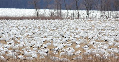 Snow Geese at Middle Creek Wildlife Preserve | Discover Lancaster