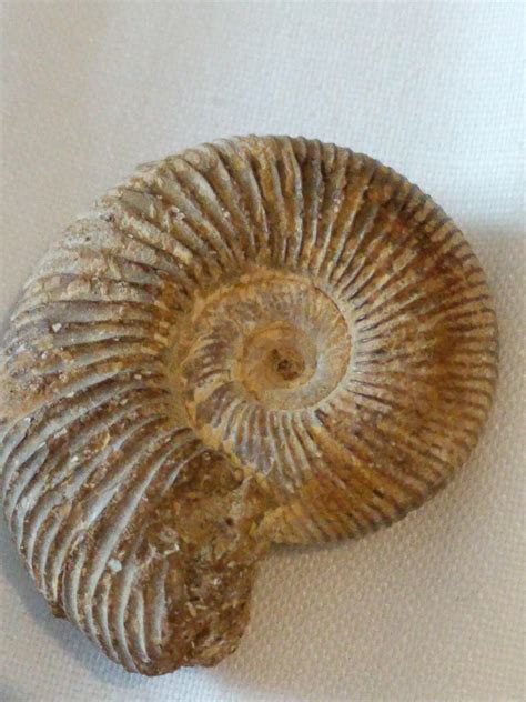 I recently bought this ammonite cast fossil, and I noticed that it has some grey patches (you ...